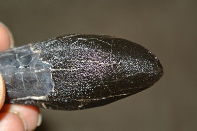 Camarasaurus tooth